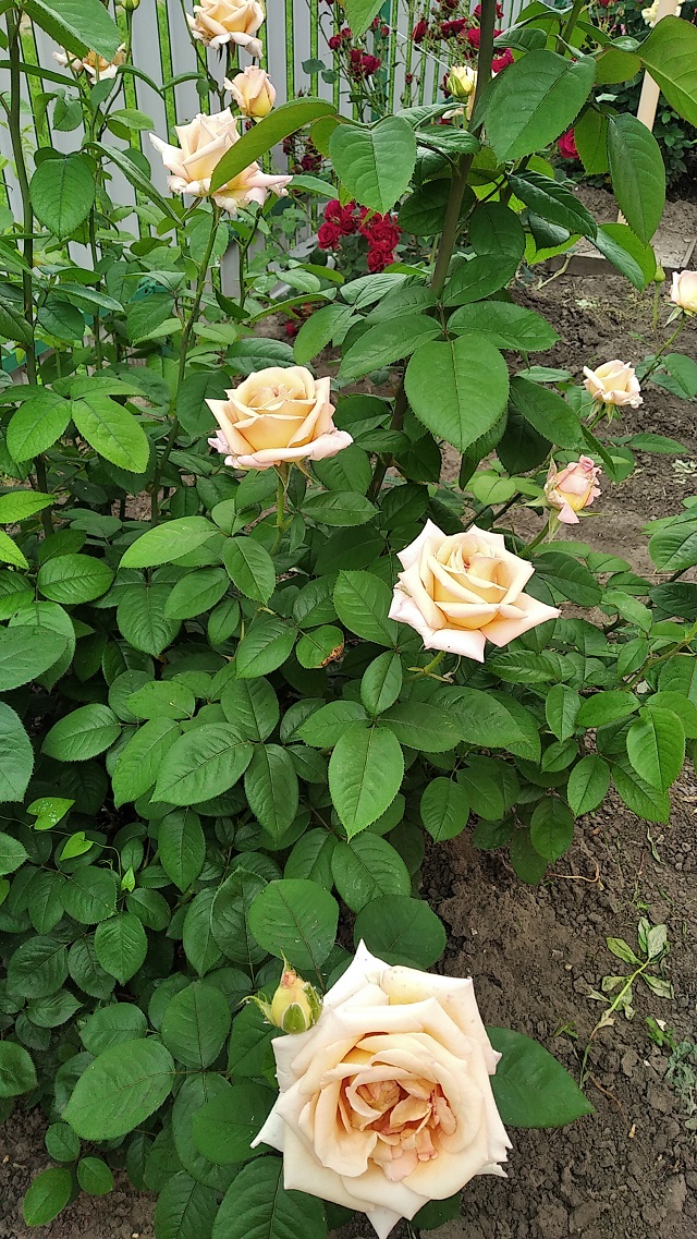 foto 01 07 2021 15 51 8